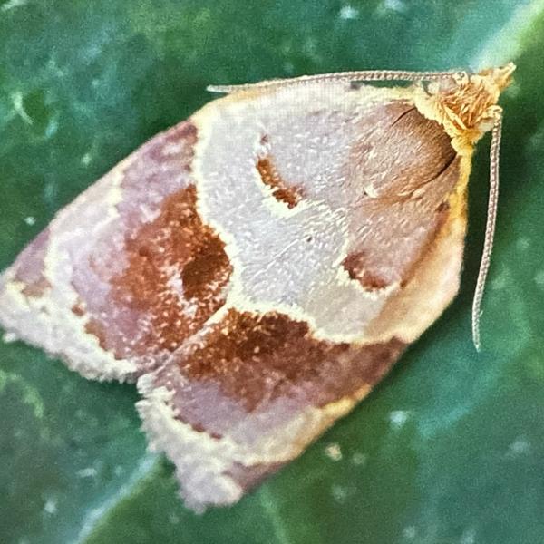 Klimopbladroller (Clepsis dumicolana)